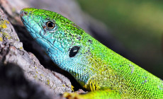 Lacerta viridis – jaszczurka zielona