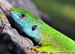 Lacerta viridis – jaszczurka zielona