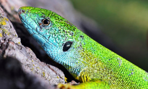 Lacerta viridis – jaszczurka zielona