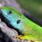 Lacerta viridis – jaszczurka zielona