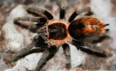 Plesiopelma longisternale – ptasznik