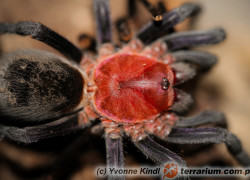 Bumba cabocla – ptasznik