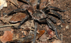 Crypsidromus multicuspidatus – ptasznik