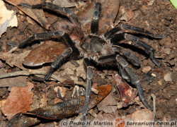 Crypsidromus multicuspidatus – ptasznik