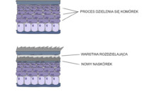 Linienie węży