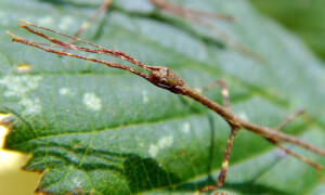 Lonchodes brevipes