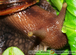Lissachatina (Achatina) fulica – ślimak olbrzymi*
