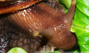 Lissachatina (Achatina) fulica – ślimak olbrzymi*