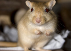 Infekcyjne choroby gryzoni najczęściej występujące w hodowlach domowych