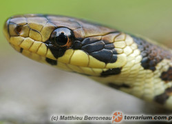 Zamenis longissimus – wąż Eskulapa