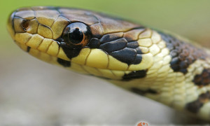 Zamenis longissimus – wąż Eskulapa