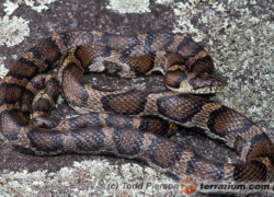 Lampropeltis triangulum – lancetogłów mleczny