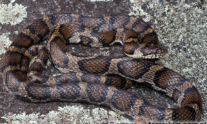 Lampropeltis triangulum – lancetogłów mleczny