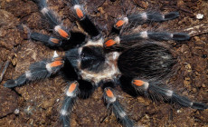 Brachypelma auratum – ptasznik