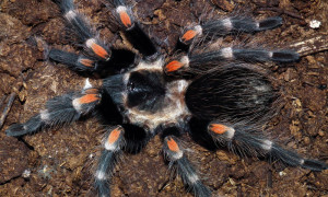 Brachypelma auratum