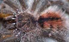 Avicularia bicegoi – ptasznik