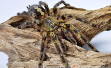 Poecilotheria rufilata – ptasznik
