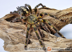 Poecilotheria rufilata – ptasznik