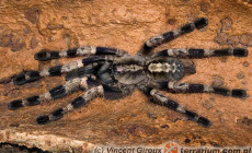 Poecilotheria miranda – ptasznik