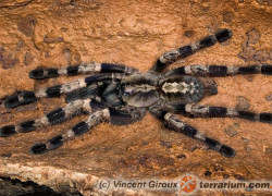 Poecilotheria miranda – ptasznik
