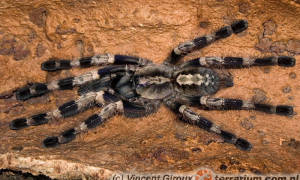 Poecilotheria miranda