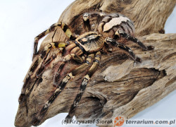 Poecilotheria spp. – ptaszniki