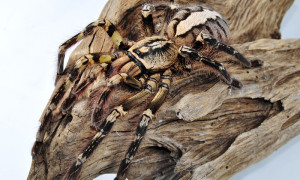 Poecilotheria spp.