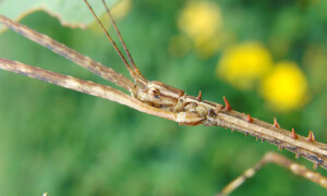 Diesbachia tamyris