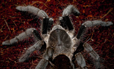 Hysterocrates gigas – ptasznik