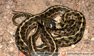 Thamnophis spp.