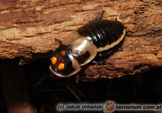 Samiec - Lucihormetica subcincta - karaczan świetlikowy*