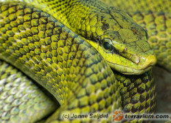 Gonyosoma oxycephalum – goniosoma namorzynowa