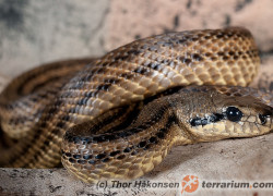 Elaphe quatuorlineata – wąż czteropasiasty