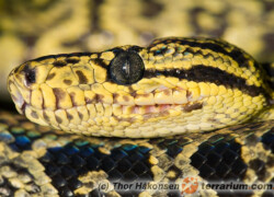 Corallus hortulanus – boa leśny