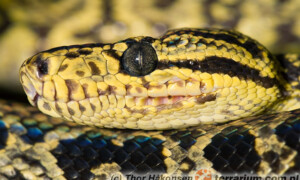 Corallus hortulanus – boa leśny