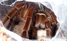 Theraphosa blondi – raport rozmnożeniowy