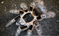 Vitalius sorocabae – ptasznik