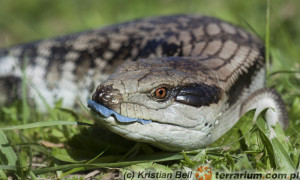 Tiliqua scincoides – tilikwa scynkowa