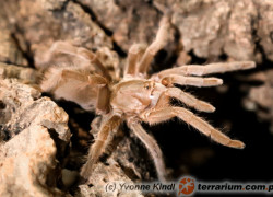 Selenotypus plumipes – ptasznik