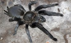 Selenocosmia crassipes – ptasznik