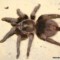 Citharacanthus spinicrus – ptasznik