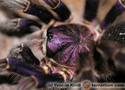 Phormictopus nesioters – ptasznik