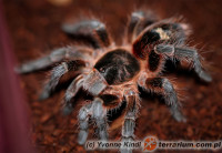 Phrixotrichus scrofa – ptasznik