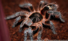 Phrixotrichus scrofa – ptasznik