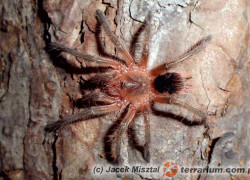 Pamphobeteus fortis – ptasznik