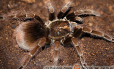 Pamphobeteus vespertinus – ptasznik