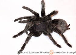 Pamphobeteus insignis – ptasznik