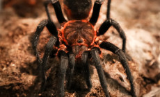 Maraca horrida – ptasznik