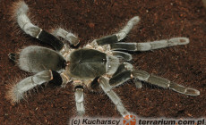 Hysterocrates crassipes – ptasznik