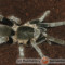 Hysterocrates crassipes – ptasznik